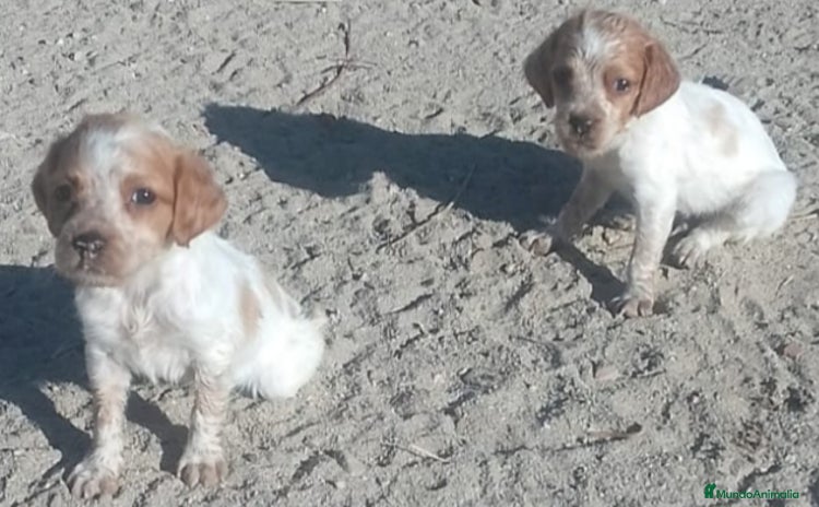 Épagneul Breton perros - Anuncio 1