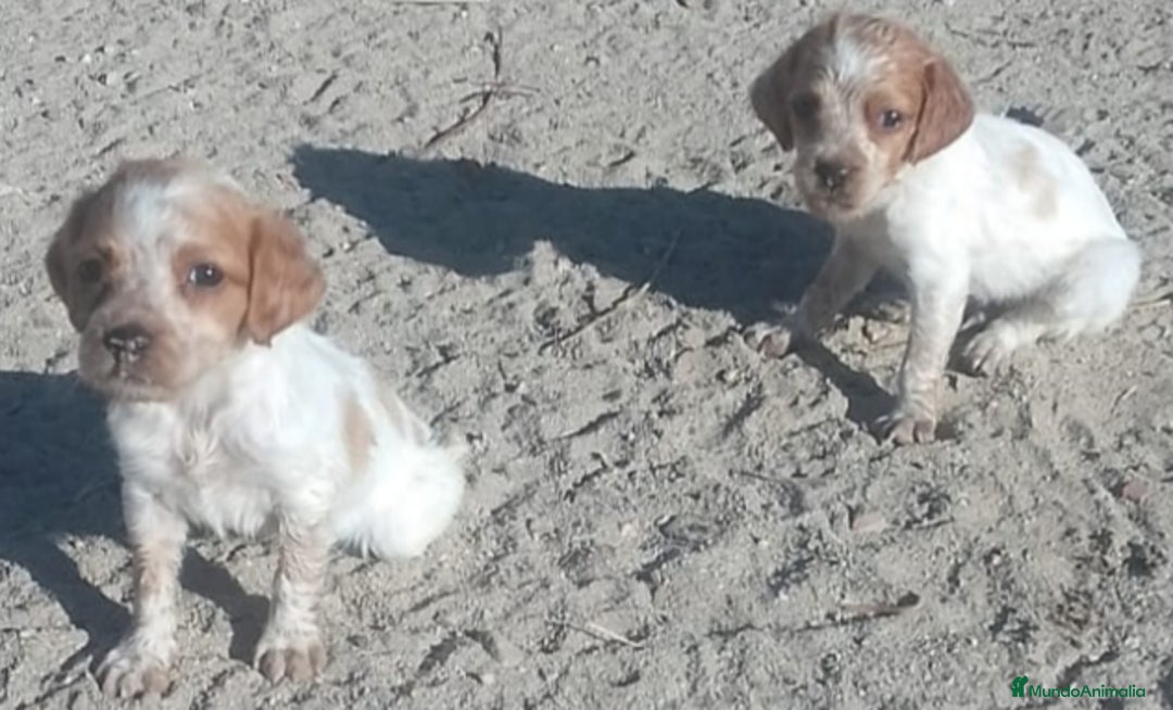 Épagneul Breton perros en venta: Spaniel breton - Imagen 1