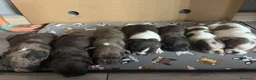 Bulldog Francés perros en venta: Bulldog frances - Anuncio 6