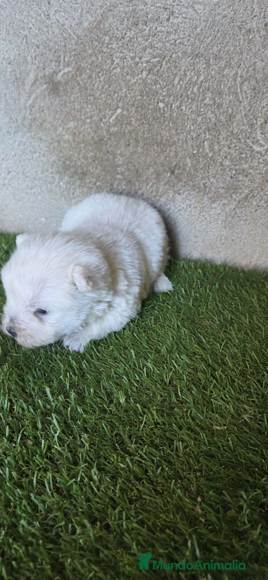 West Highland White Terrier perros en venta: Westy - Anuncio 2