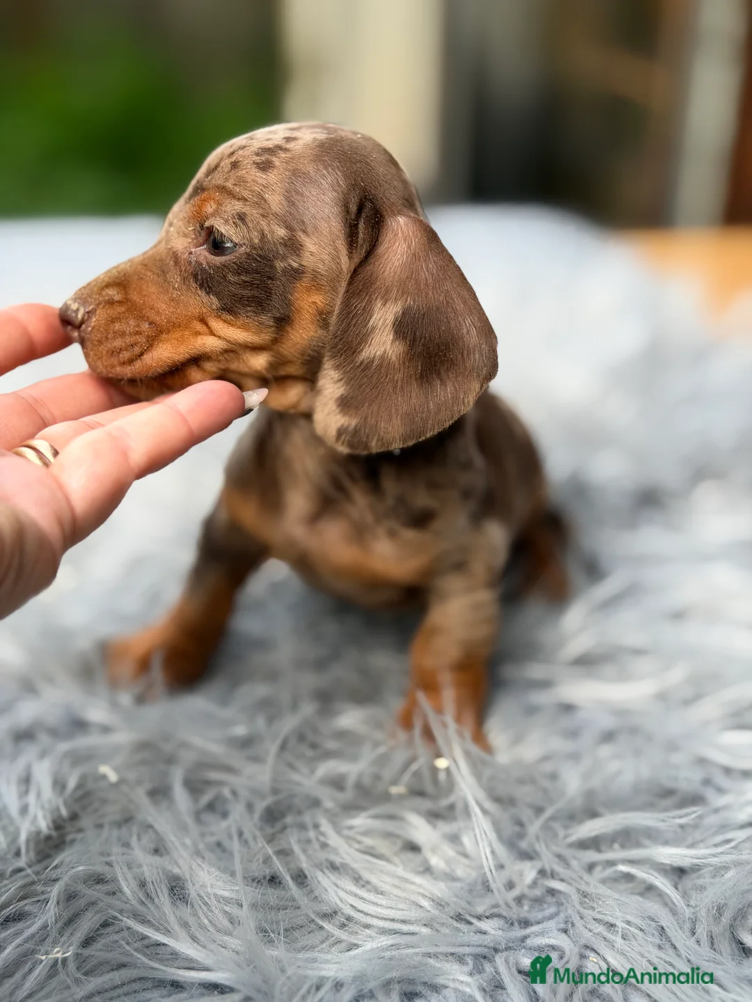 Teckel Miniatura perros en venta: Teckel Arlequin chocolate  - Anuncio 2