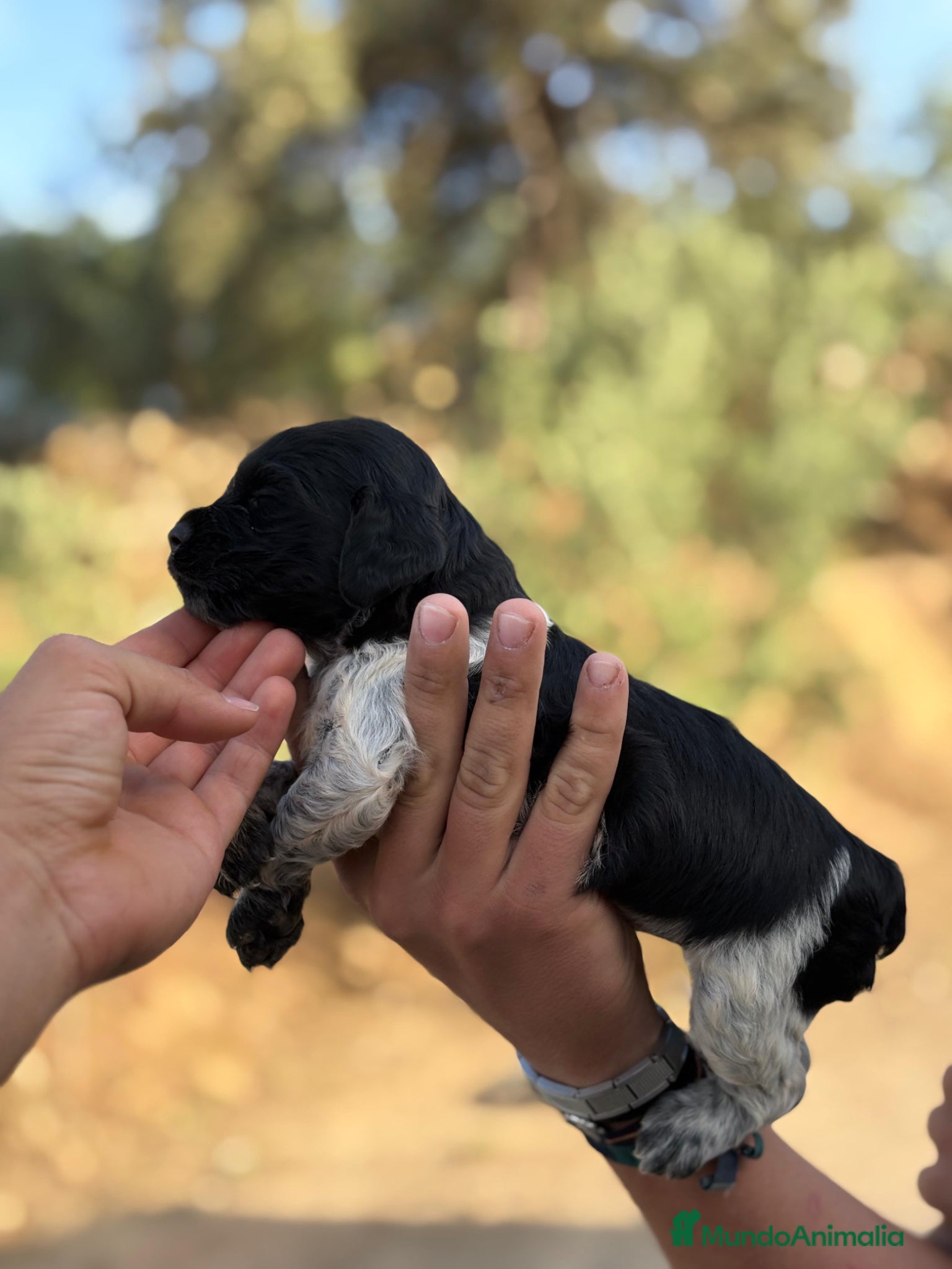 Épagneul Breton perros en venta: Cachorro de breton - Anuncio 2