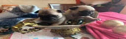 Carlino - Pug perros en venta: Cachorros de carlino  - Anuncio 14