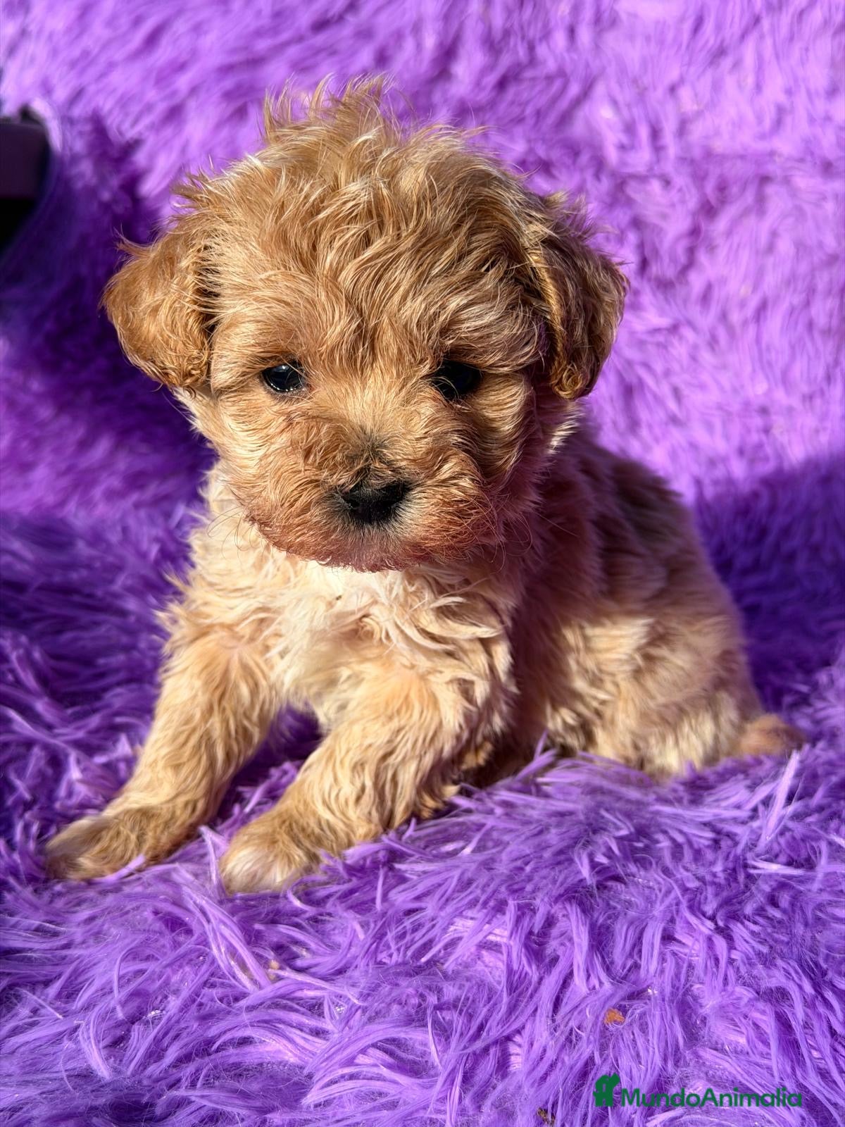 Maltipoo perros MALTIPOO TOY DISPONIBLES - Anuncio 2
