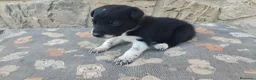 Border Collie perros en venta: Border Collie disponibles - entrega septiembre - Anuncio 4
