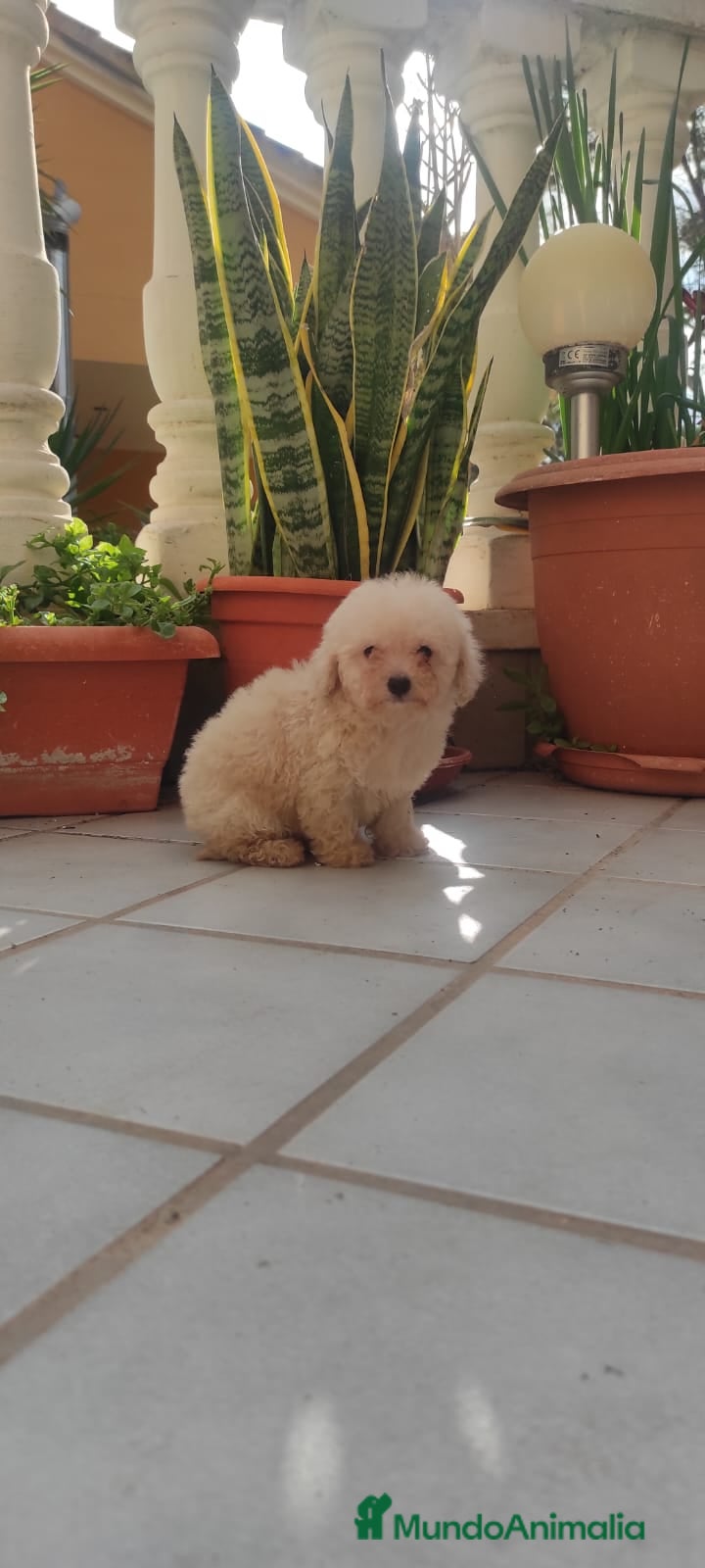 Caniche Toy perros CANICHE HEMBRA EXCLUSIVA  - Anuncio 1