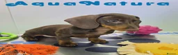 Teckel Miniatura perros en venta: Teckel Hembra DCD 4870 AQUANATURA - Anuncio 4
