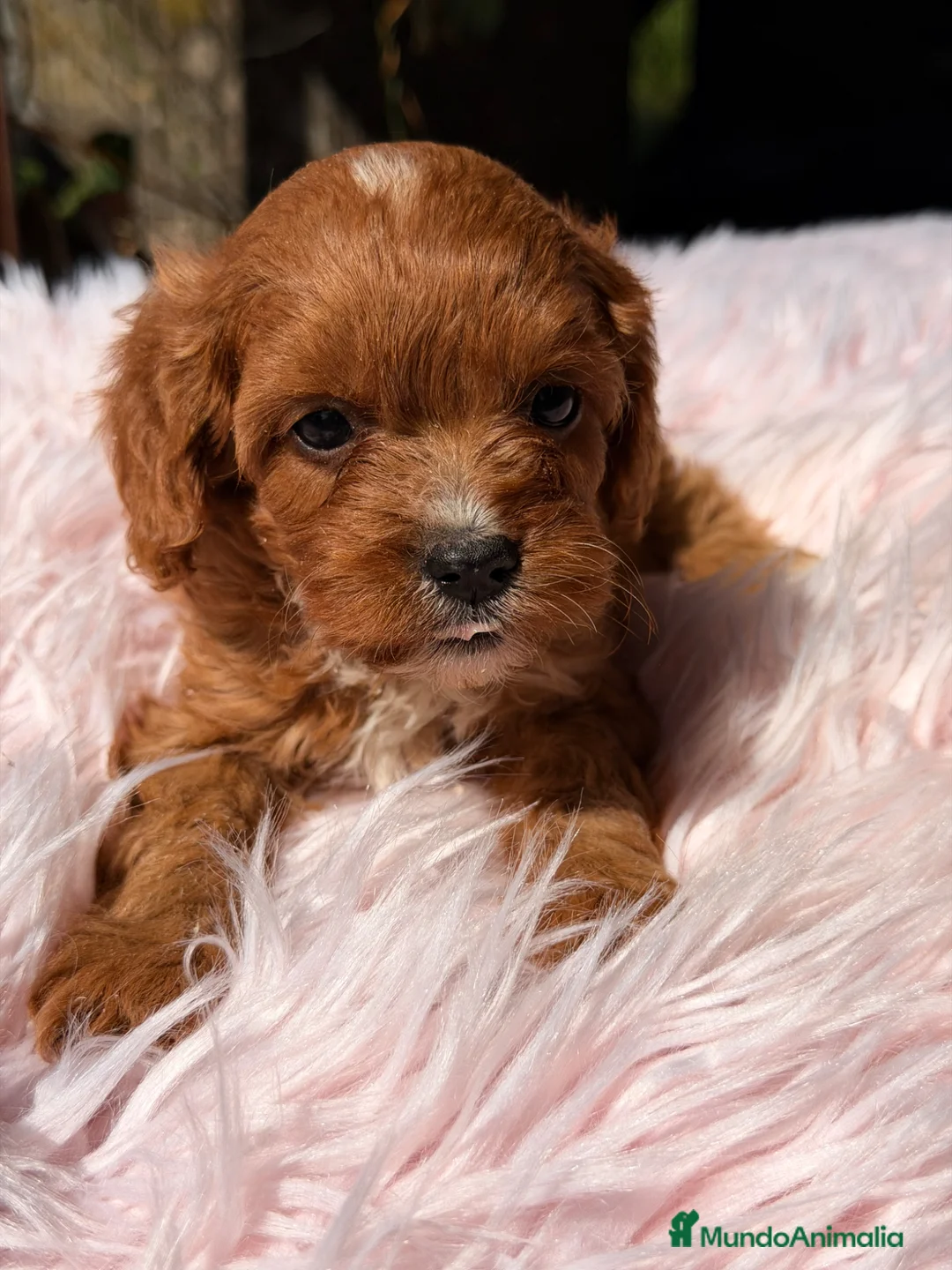 Cavapoo perros en venta: Cavapoo rojo pimentón hembra  - Anuncio 2