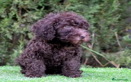 Perro de Agua Español perros en venta: Cachorros perro de agua español - Imagen 12