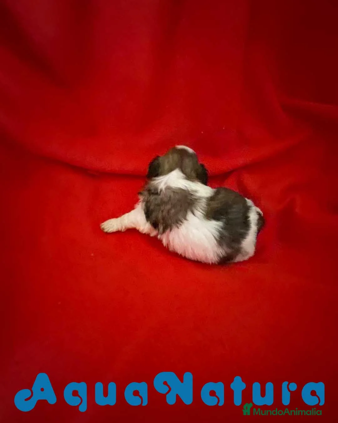 Shih Tzu perros en venta: Shih Tzu Hembra 1 de Ada y Newman AQUANATURA - Anuncio 7