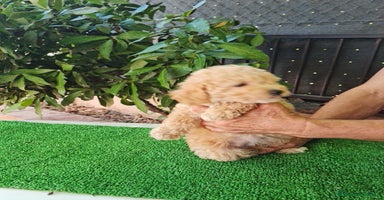 Maltipoo perros - Propaganda 8