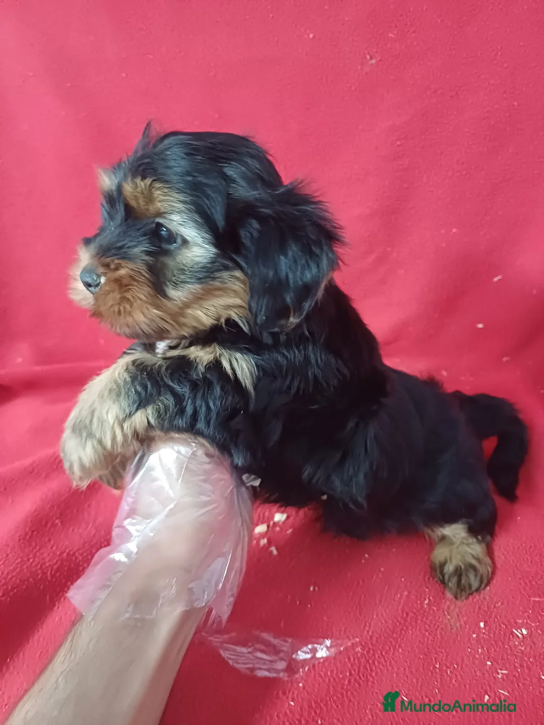 Yorkshire Terrier perros en venta: Yorkshire Terrier  - Anuncio 2