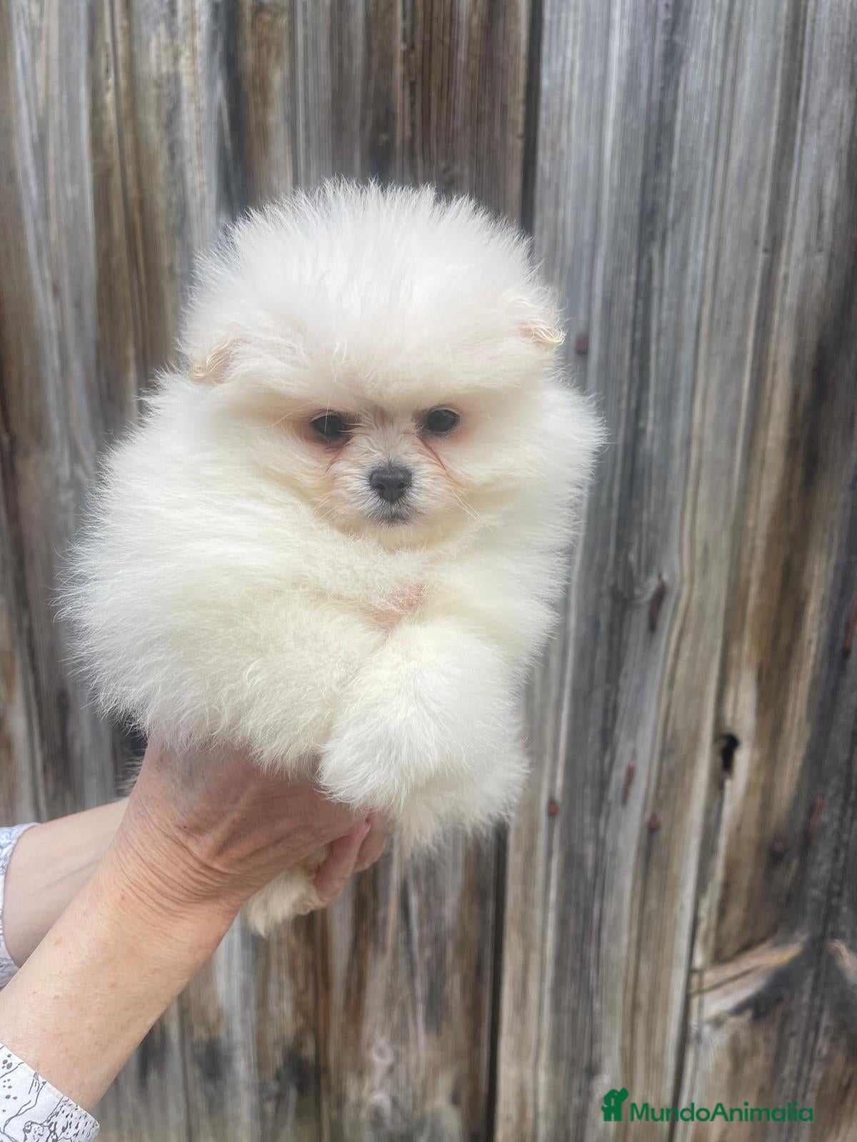 Pomerania perros Pomerania toy  - Anuncio 3