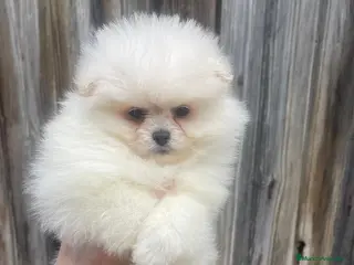 Pomerania perros Pomerania toy - Anuncio 3