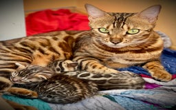 Bengalí gatos en venta: Machito y Hembrita Gato Bengalí - Imagen 2