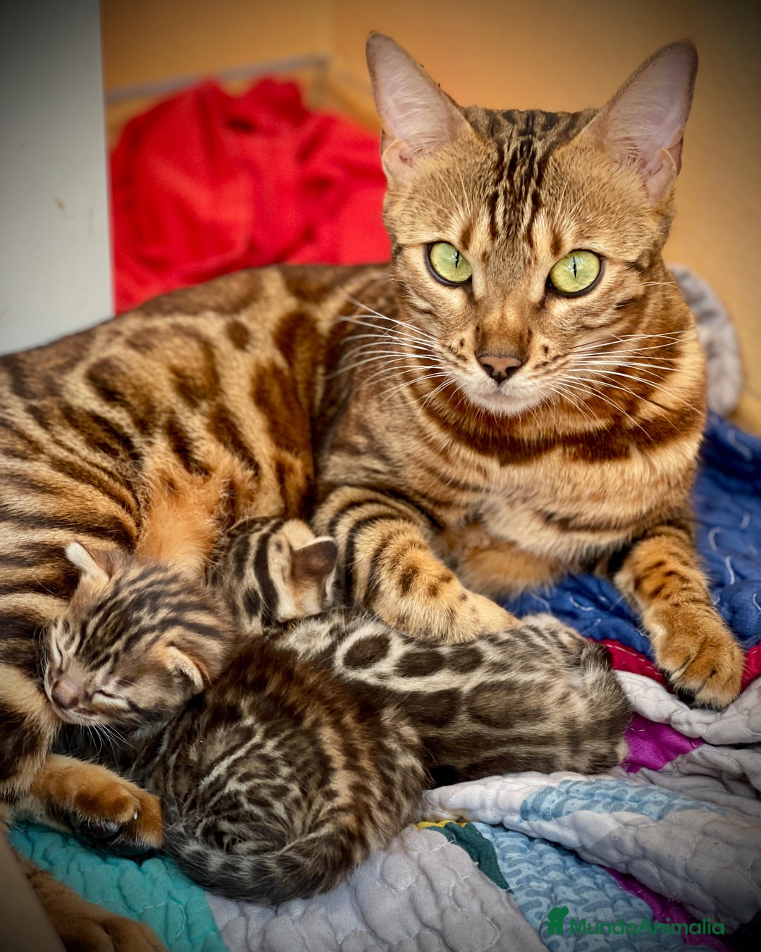Bengalí gatos en venta: Machito y Hembrita Gato Bengalí - Imagen 2