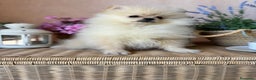 Pomerania perros en venta: Pomerania totalmente vacunado !!!! - Anuncio 3