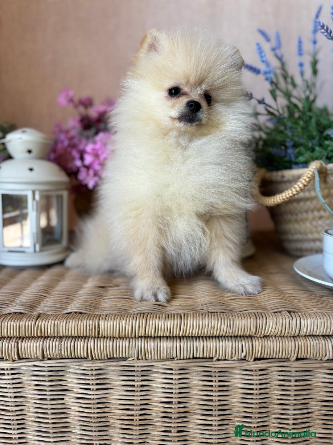 Pomerania perros en venta: Pomerania totalmente vacunado !!!! - Anuncio 3