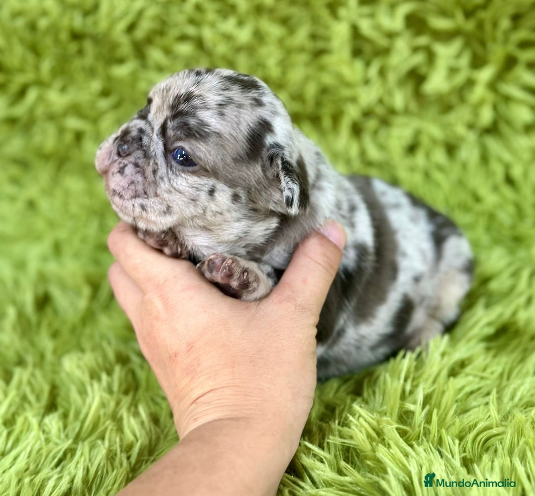 Bulldog Francés perros en venta: Bulldog merle blue  - Imagen 6