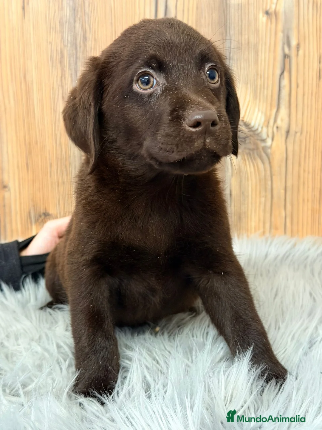 Labrador Retriever perros en venta: LABRADOR CHOCOLATE MACHO - Anuncio 1