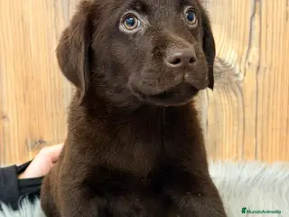 Labrador Retriever perros LABRADOR CHOCOLATE MACHO - Anuncio 5
