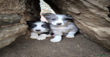 Border Collie perros - Anuncio 1