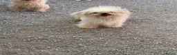Bichón Maltés perros en venta: Bichon maltés macho 10 meses - Anuncio 2