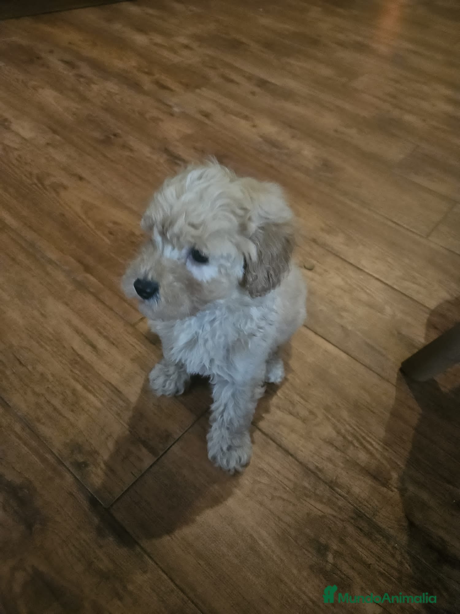 Caniche Toy perros Oportunidad  - Anuncio 2