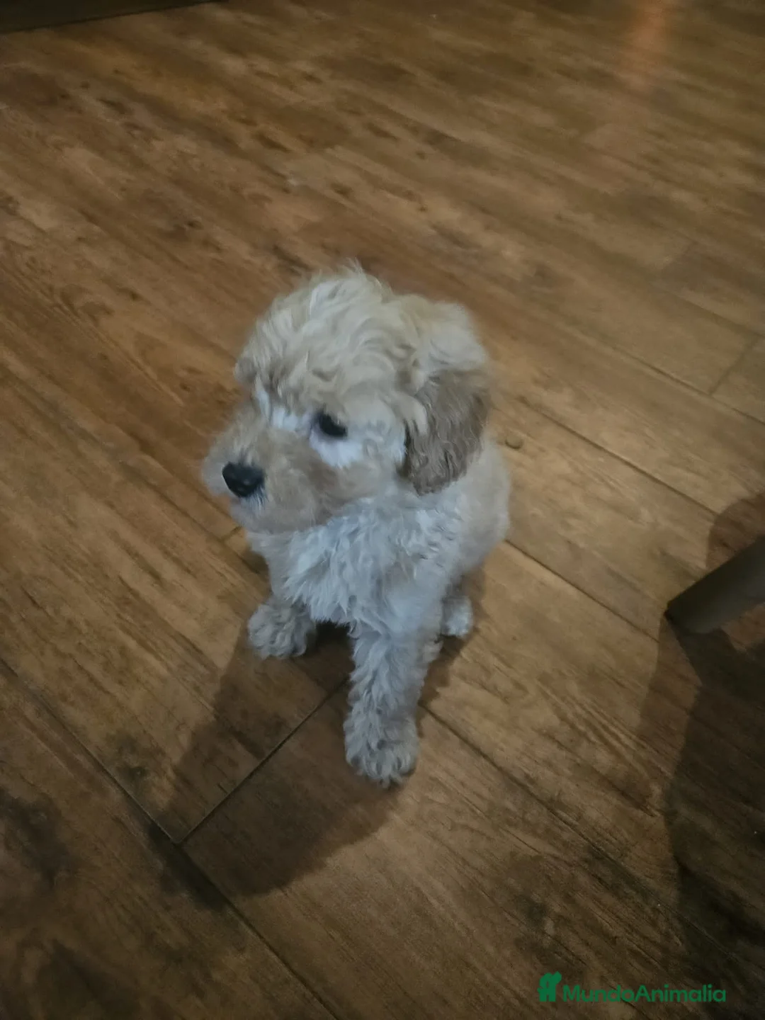 Caniche Toy perros en venta: Oportunidad  - Anuncio 2