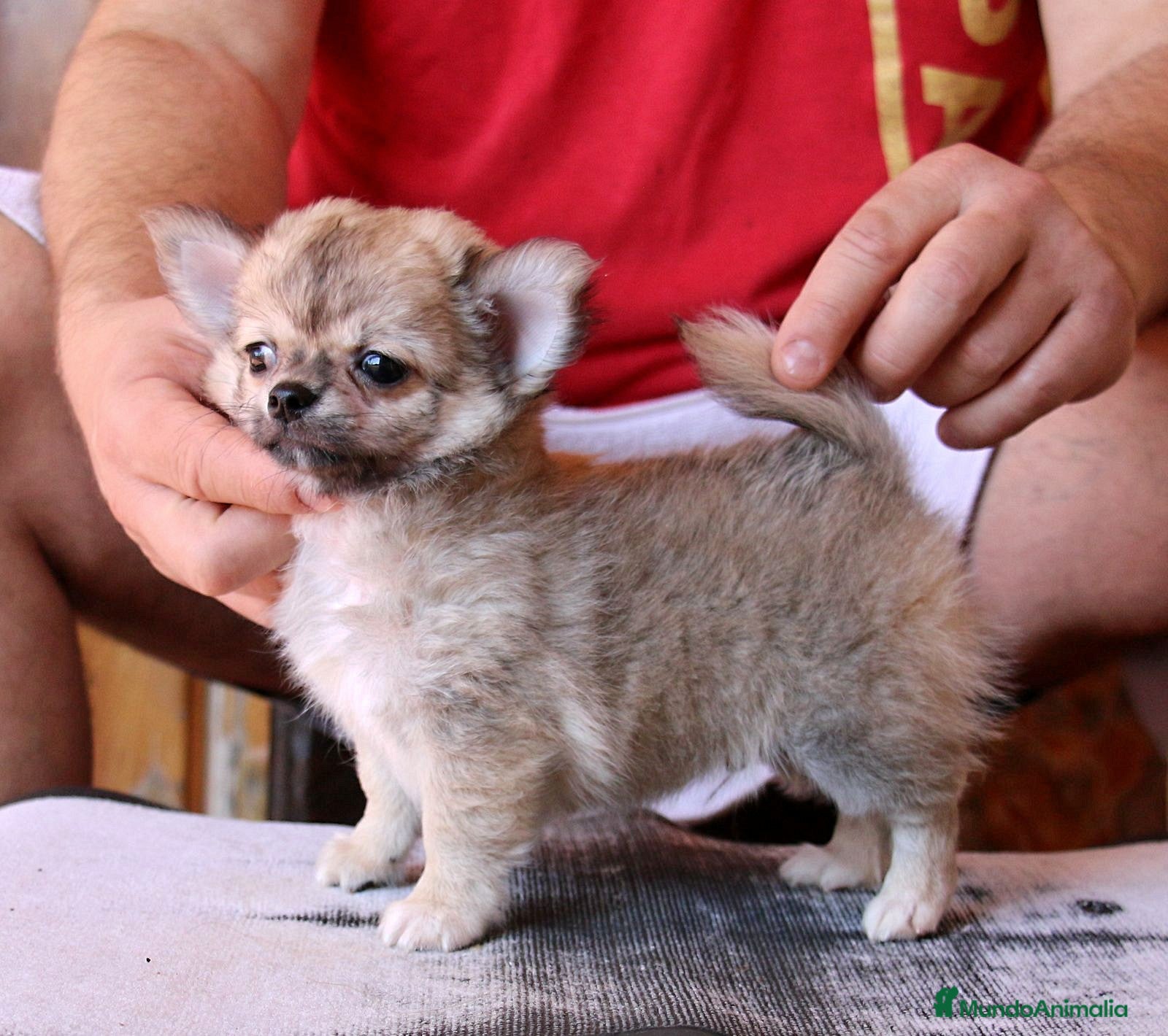 Chihuahua Cachorro 1