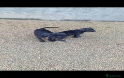 Cane Corso perros en venta: Cane Corso  - Imagen 5