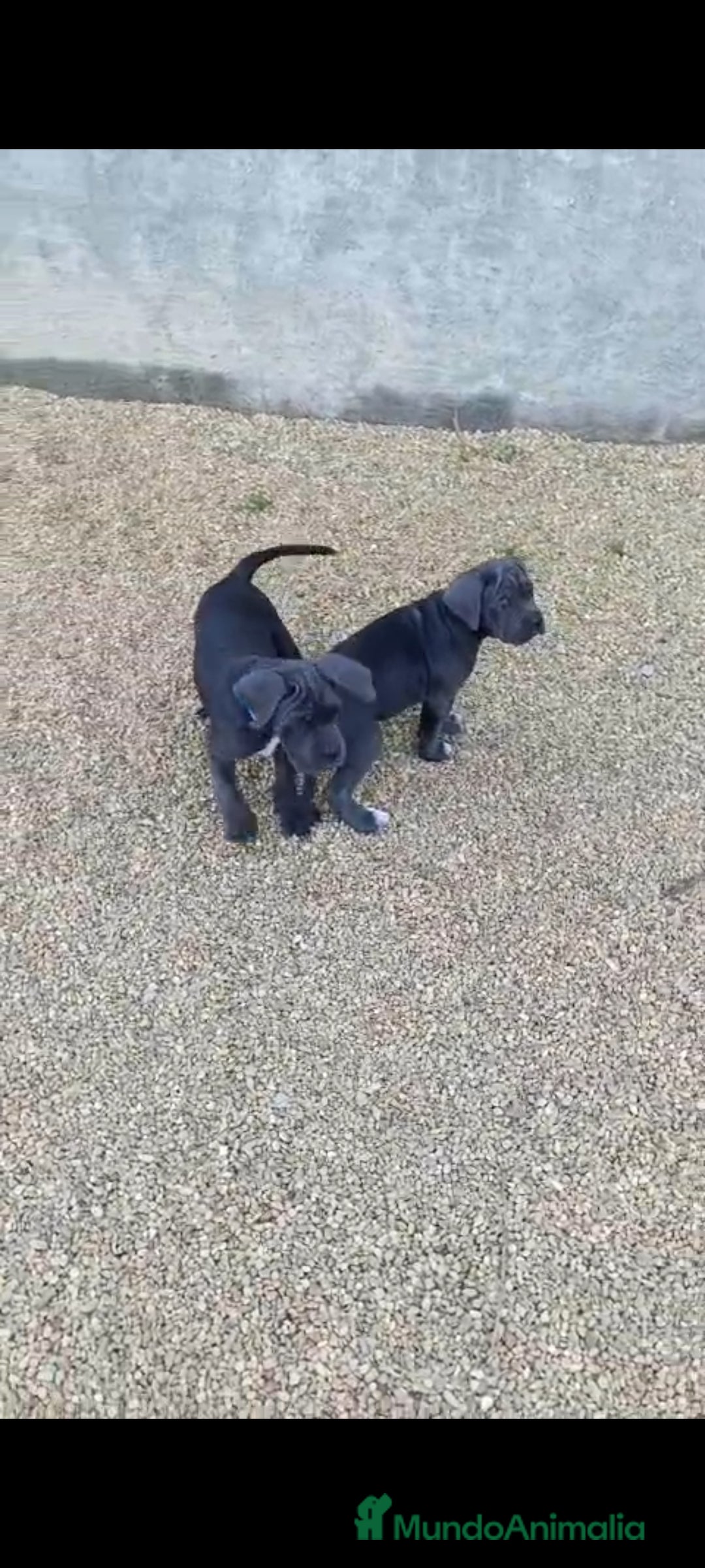 Cane Corso perros en venta: Cane Corso  - Imagen 5