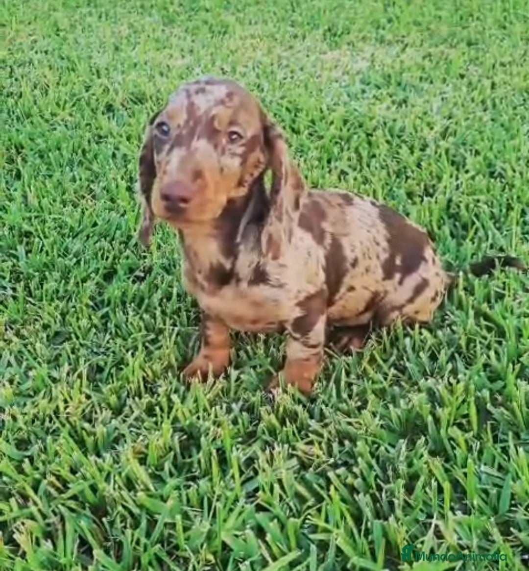 Teckel Miniatura perros en venta: TECKEL MINIATURA - Anuncio 1