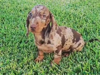 Teckel Miniatura perros TECKEL MINIATURA - Anuncio 3