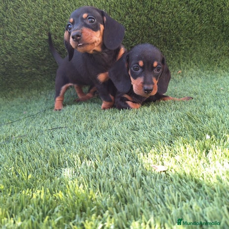 Teckel Miniatura perros - Anuncio 4