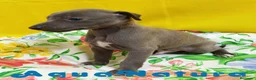 Pequeño Lebrel Italiano perros en venta: Lebrel Italiano Macho 8998 AQUANATURA - Anuncio 8