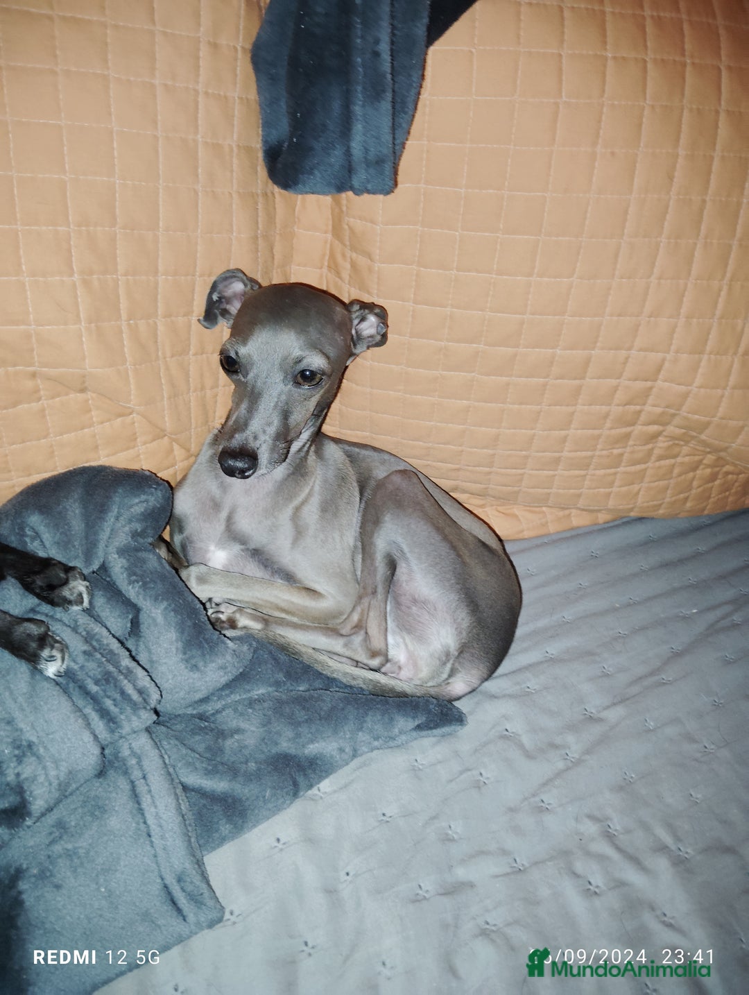 Pequeño Lebrel Italiano perros en venta: Venta galgo italiano - Anuncio 6