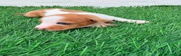 Teckel Miniatura perros en venta: Teckel miniatura tri merle choco blanco - Anuncio 2