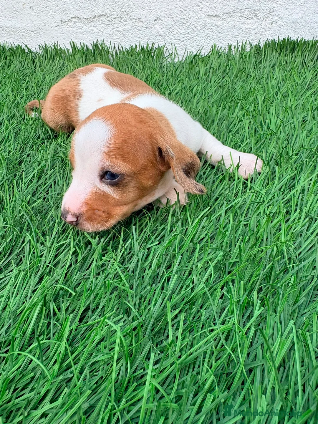 Teckel Miniatura perros en venta: Teckel miniatura tri merle choco blanco - Anuncio 2