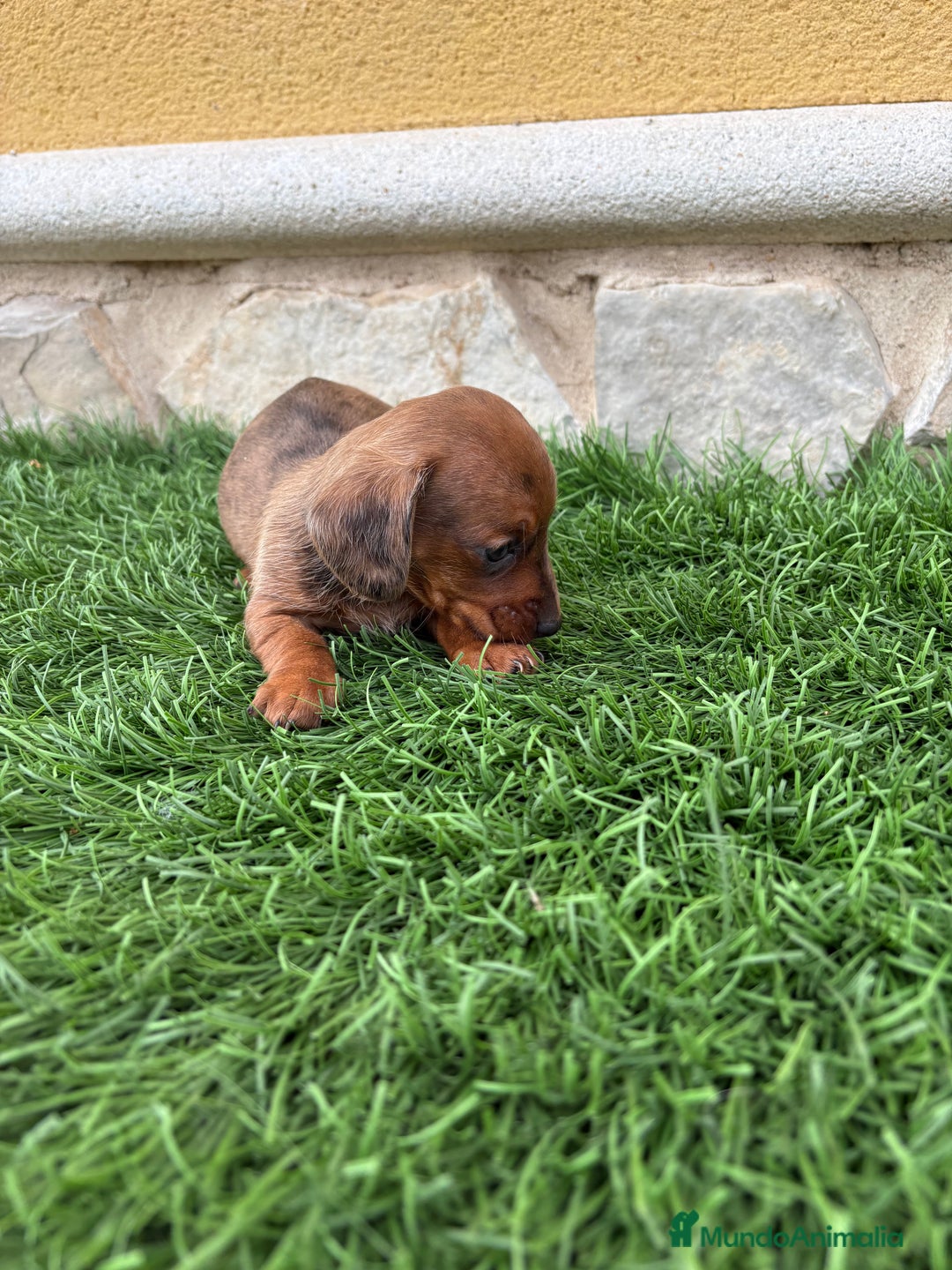 Teckel Miniatura perros en venta: Teckel Kaninchen macho Merle chocolate diluido  - Anuncio 17