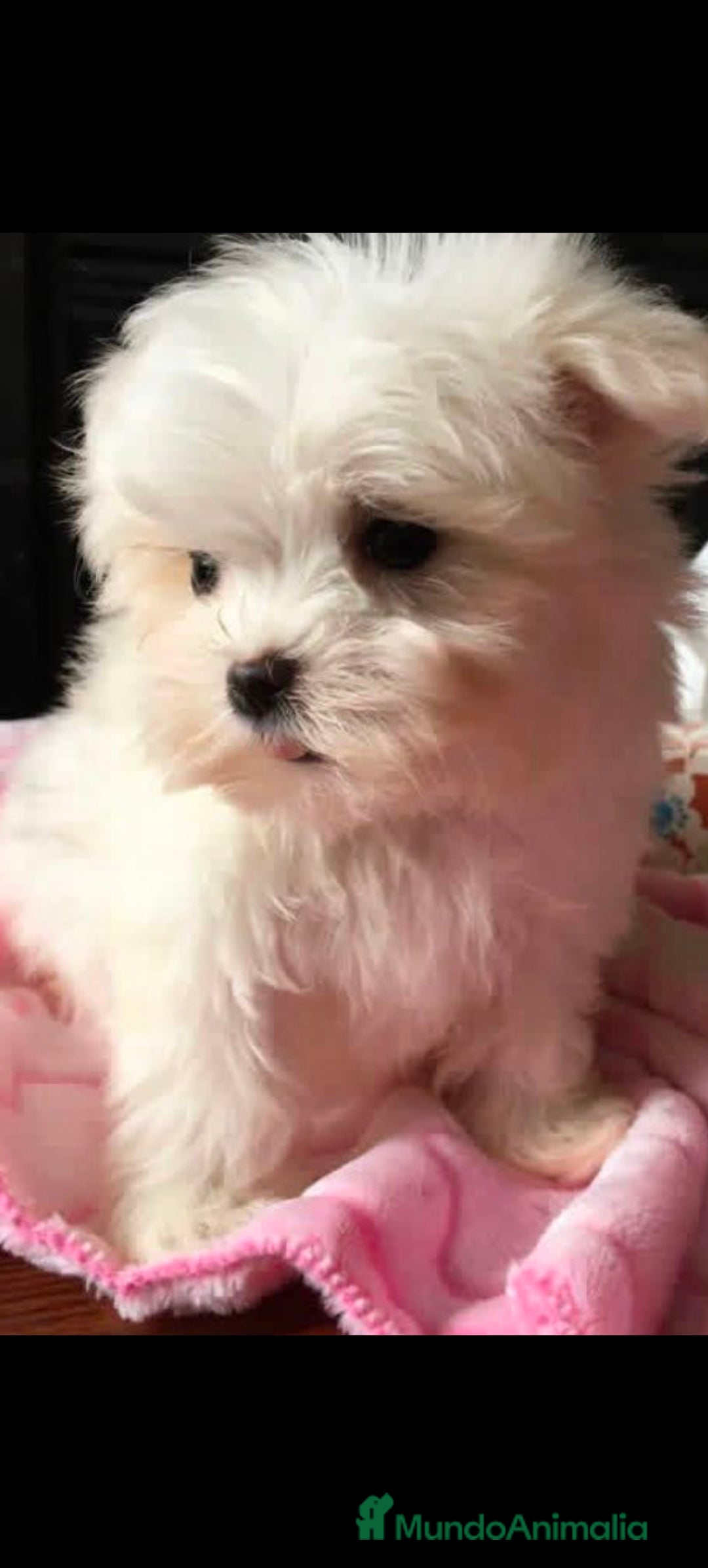 Bichón Maltés perros en venta: Hembra bicho maltes  - Anuncio 2