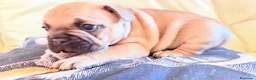 Bulldog Francés perros en venta: Bulldog francés fawn - Anuncio 1