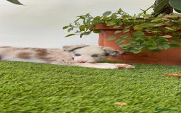 Border Collie perros en venta: BORDER COLLIE MACHO - Imagen 10