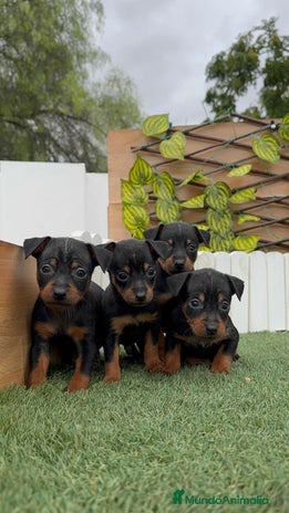 Pinscher Miniatura perros - Anuncio 3