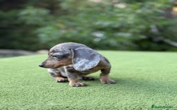 Teckel Miniatura perros en venta: Teckel super kanichen macho arlequín blue - Imagen 1
