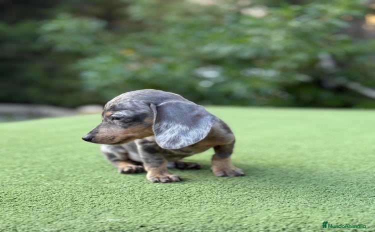 Teckel Miniatura perros - Anuncio 2