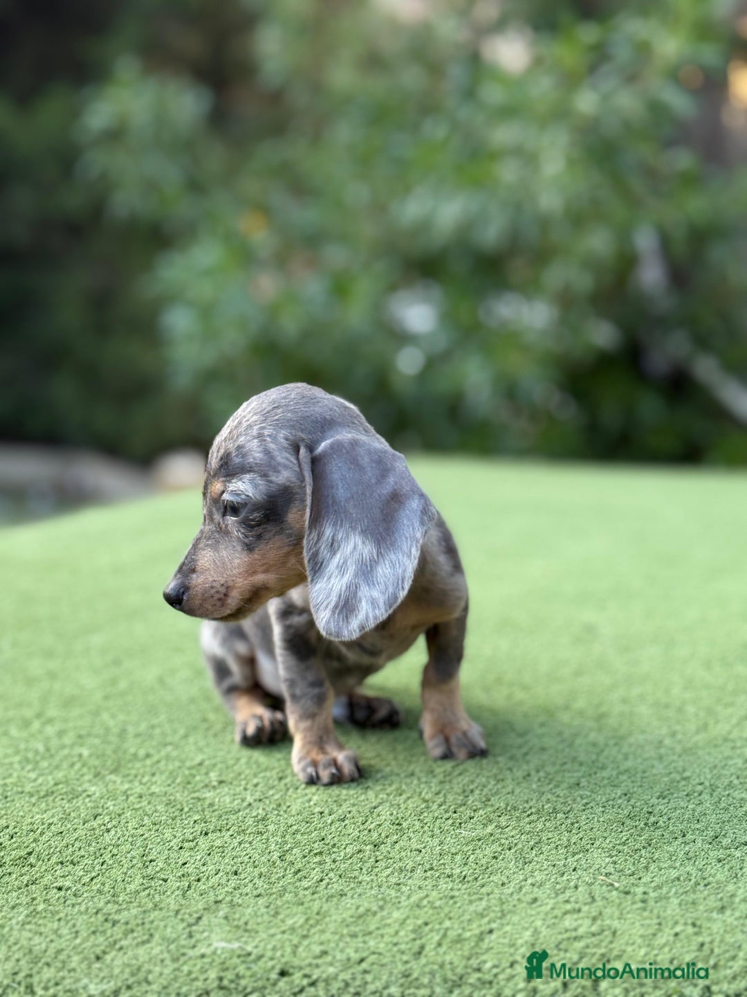 Teckel Miniatura perros en venta: Teckel super kanichen macho arlequín blue - Imagen 1