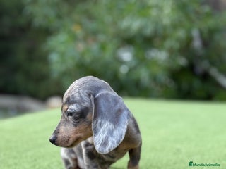 Teckel Miniatura perros - Anuncio 10