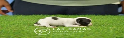 Chihuahua perros en venta: Chihuahuas disponibles - Anuncio 5