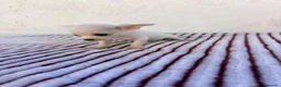 Chihuahua perros en venta: Chihuahua - Anuncio 1